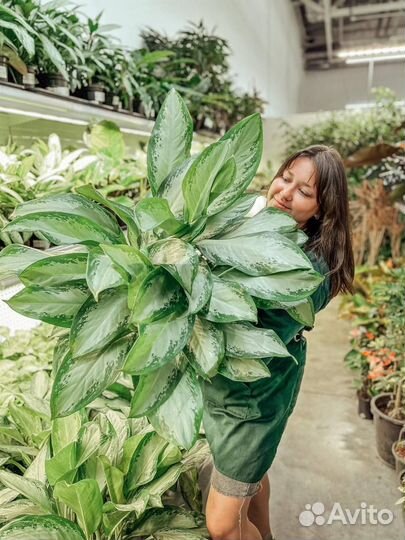 Растения комнатные крупные для офиса