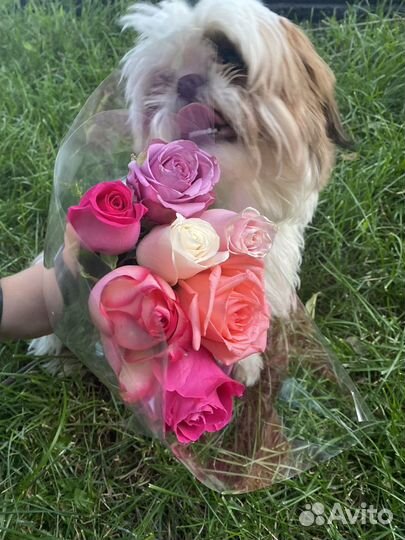 Щенки ши-тцу