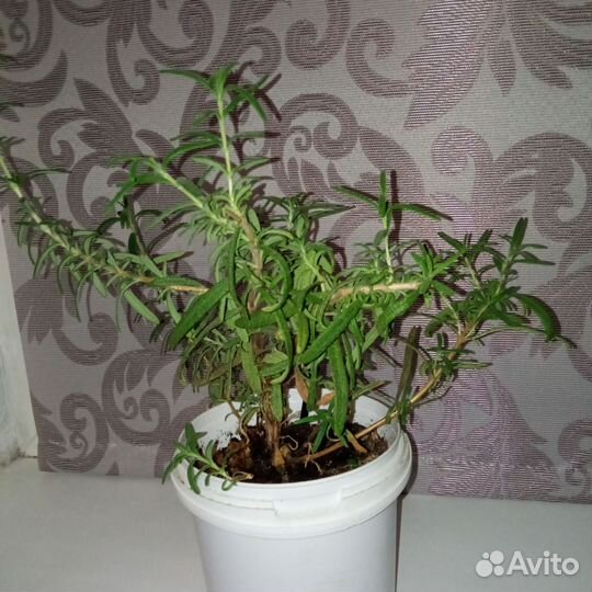 Розмарин в горшке