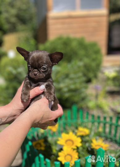 Шикарные mini Чихуахуа