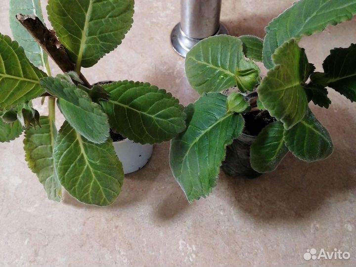 Глоксиния, Комнатная мята