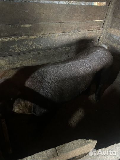 Дюрок кабан