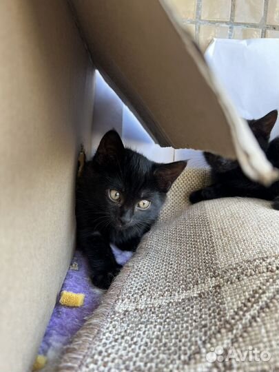 Котята в добрые руки мальчики