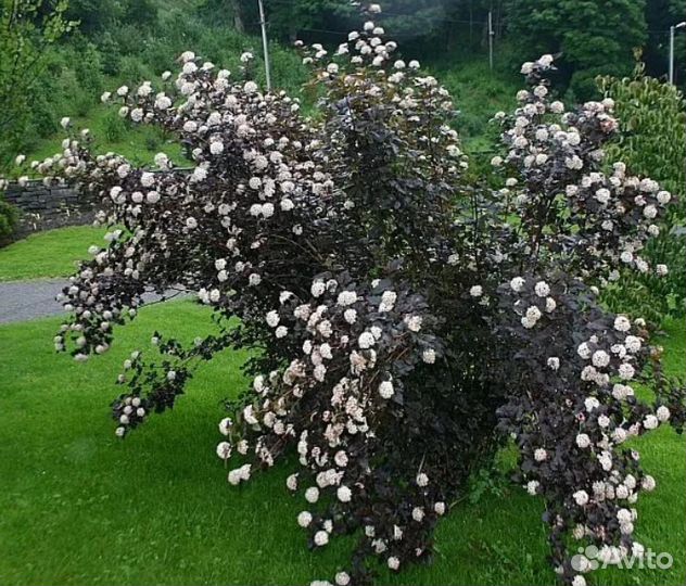 Саженцы декоративных кустов. Пузыреплодник Диабло