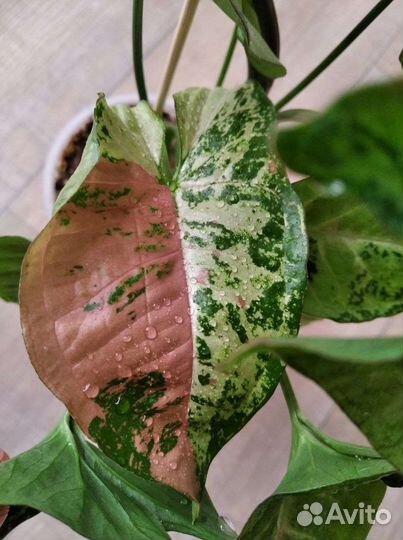 Сортовые сингониумы разные сорта