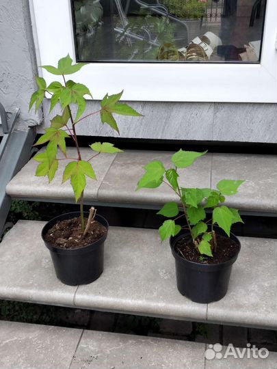 Гибискус 2 вида, Вейгела,Барвинок