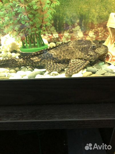 Сомик птеригоплихт парчевый