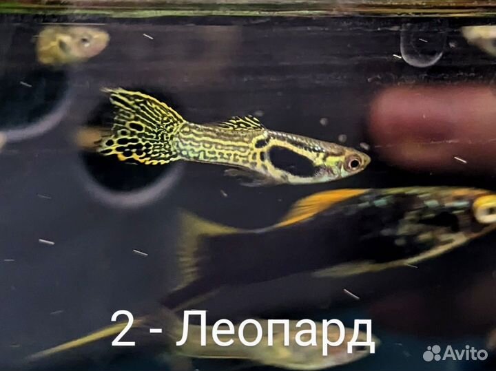 Гуппи эндлера