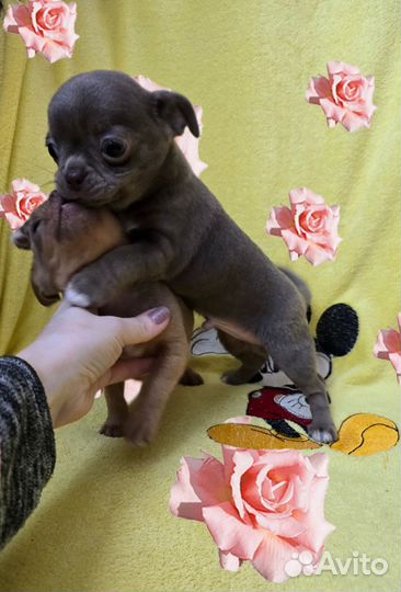 Щенки чихуахуа мальчики - красавчики