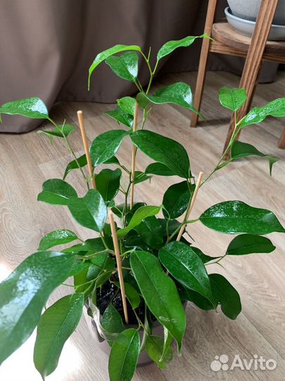 Фикус бенджамина, три ствола