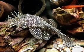 Сомики анциструсы