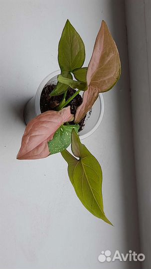 Сингониум ред спот триколор