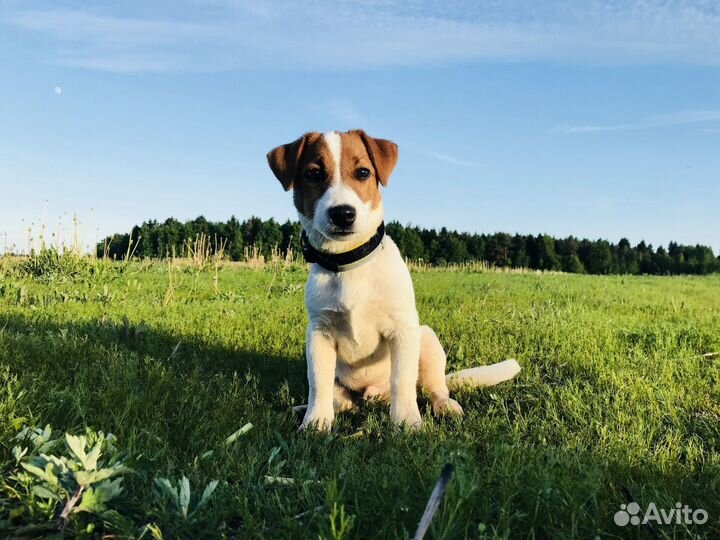 Вязка Джек Рассел терьер