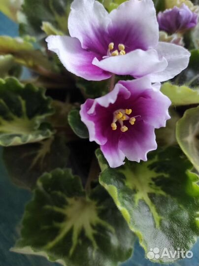 Детки сортовых фиалок