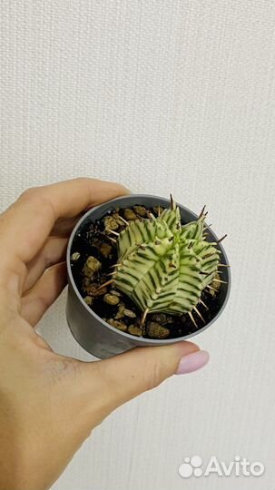 Нотокактус, мелоформис, феррокактус