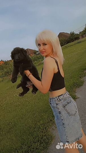 Щенки немецкой овчарки