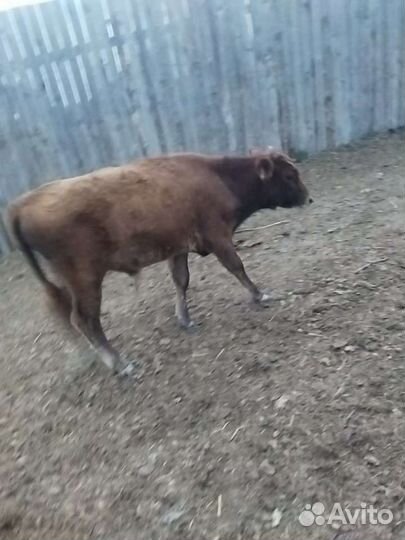 Телята бычки