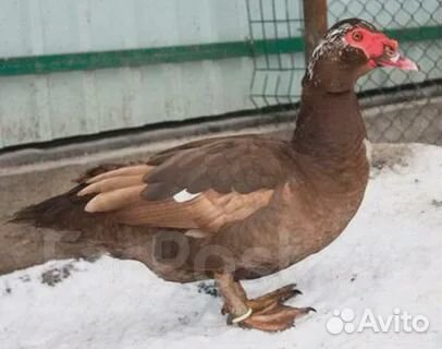 Продам утаков и уточек Шипунов на племя