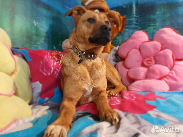 Собака стерилизованная