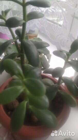 Денежное дерево, толстянка