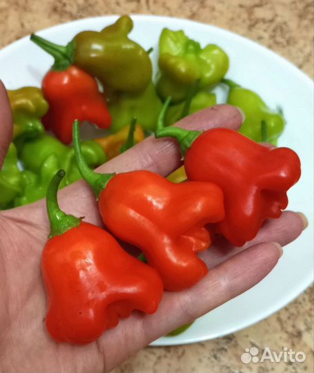 Семена острого перца