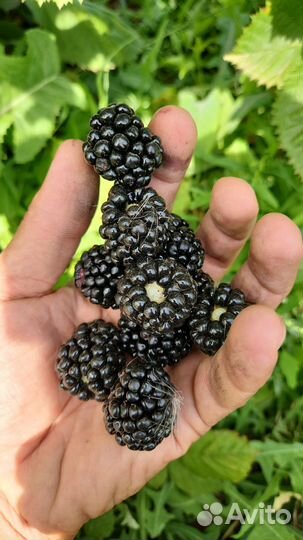 Ежевика ягода свежая крым