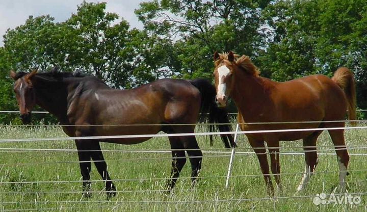 Электропастух для лошадей Vakila