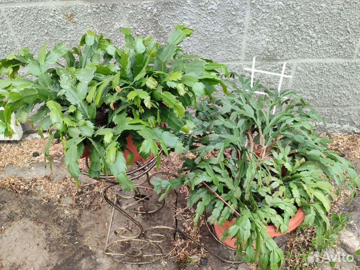 Комнатные растения цветы большие