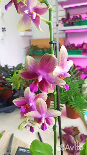 Орхидея фаленопсис