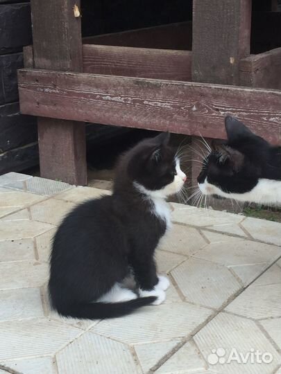 Отдам кота в добрые руки