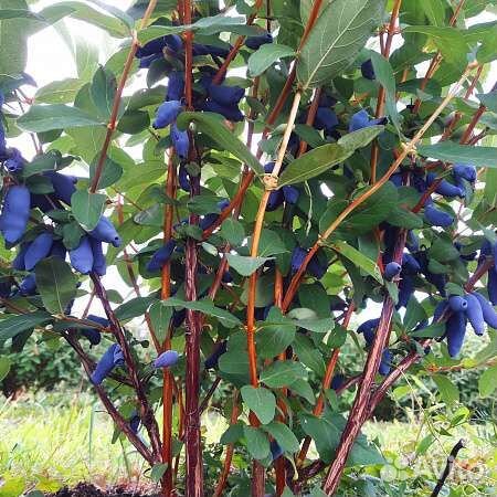 Жимолость Войтек