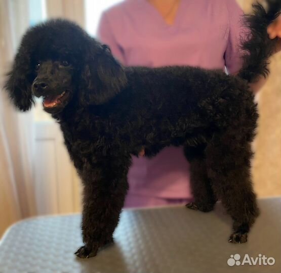 Груминг (стрижка собак) I грумер I Экспресс-линька