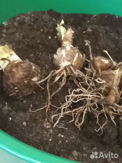 Гиппиаструм