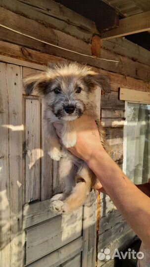 Щенок в добрые руки