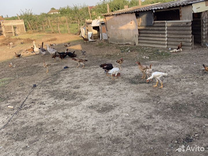 Бойцовая птица