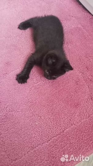 Котёнок смесь кошки мей куна и дв-вого кота в дар