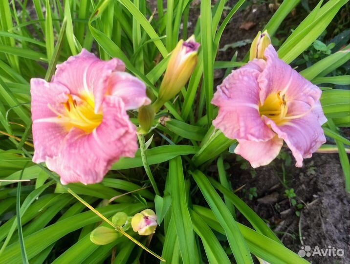 Лилейники сортовые