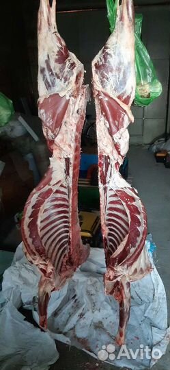 Овцы бараны с/х