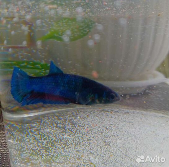 Рыбка петушок