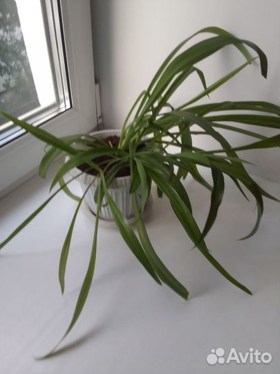 Хлорофитум