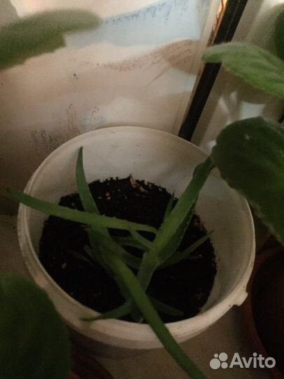 Растения Алоэ