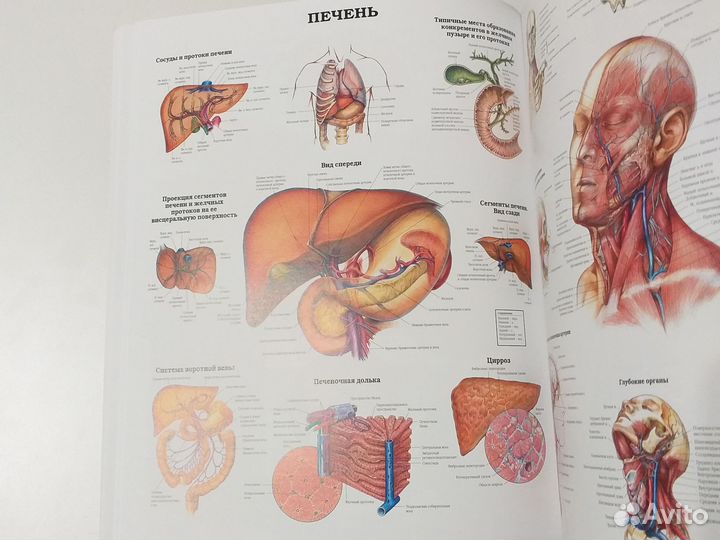 Большой атлас анатомии человека