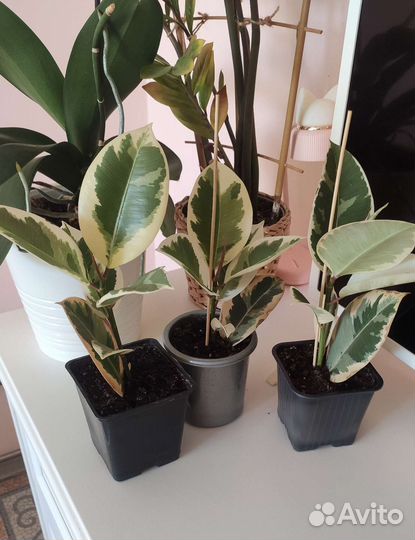 Фикус эластика Тинеке