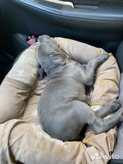 Шенок питбуля