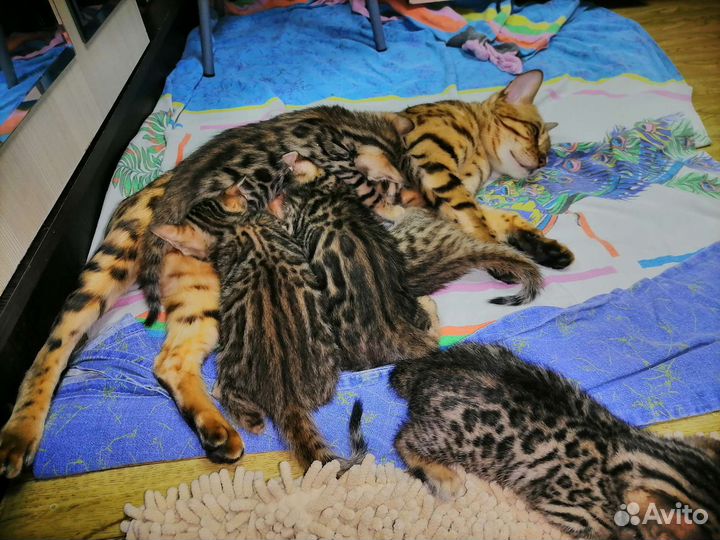 Бенгальские котята
