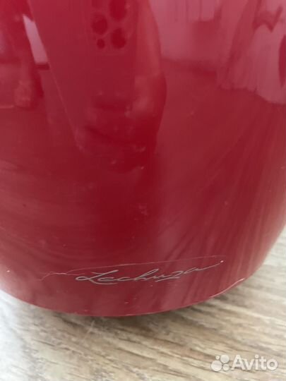 Фикус бенджамина сорт Анастасия