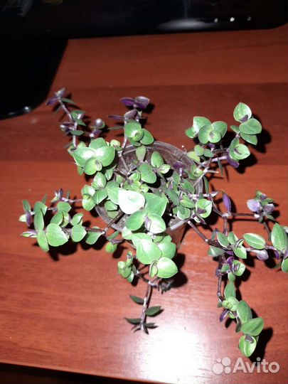 Комнатные растения