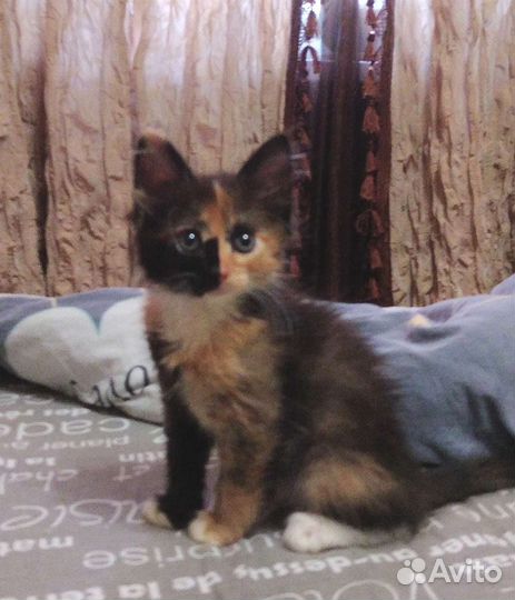 Котенок девочка в добрые руки