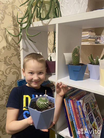 Продается коллекция кактусов