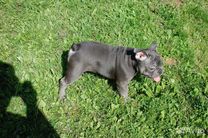 Французский бульдог голубой мальчик